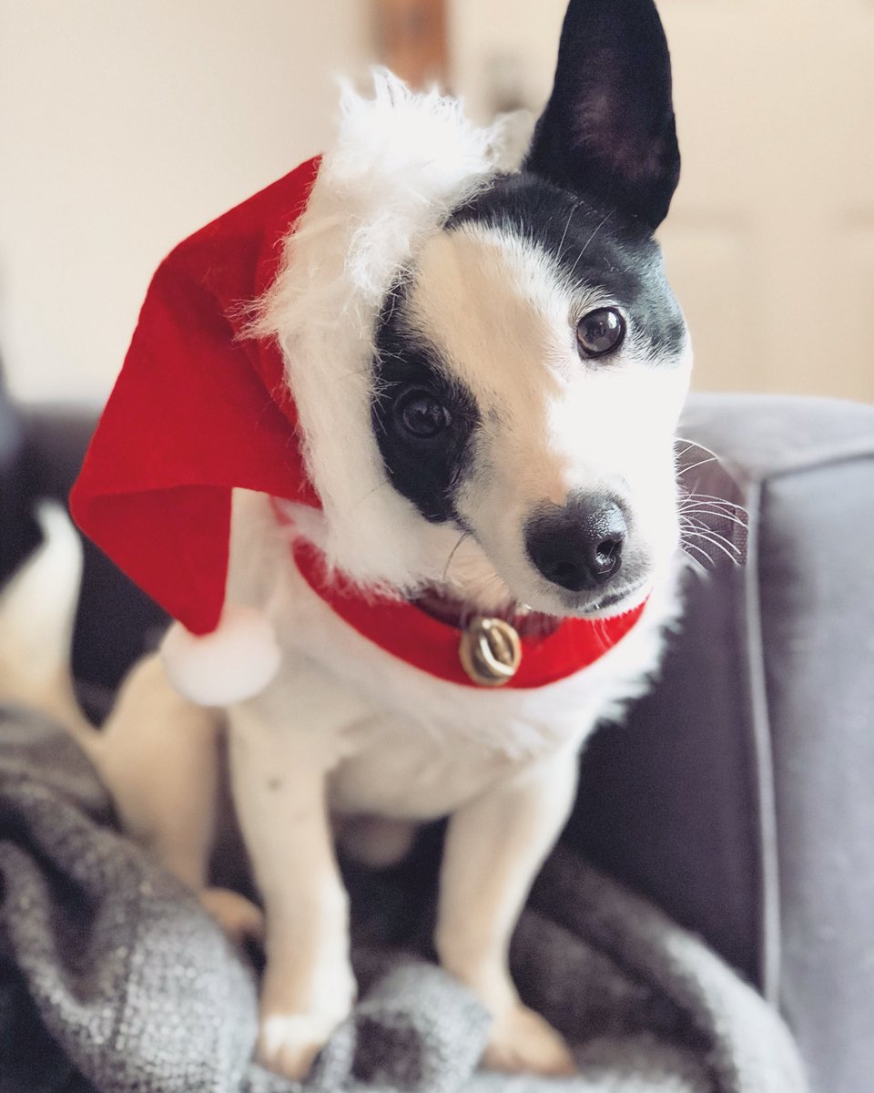 What I live for.... putting my dog in seasonal dog clothes 😂🎅🏼🐶😍
