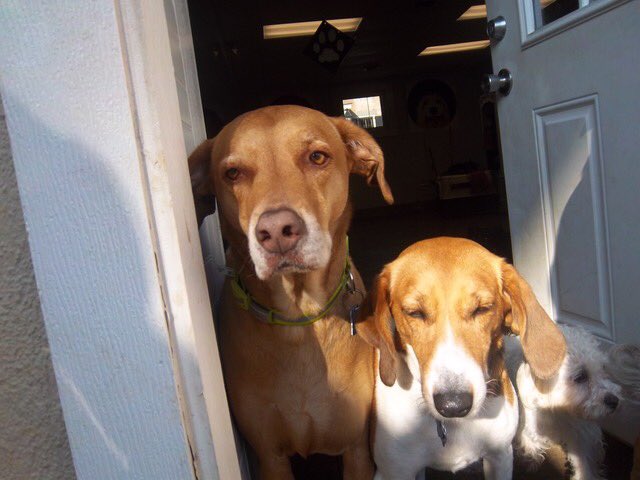 PETSatPLAYrva's tweet photo. #doggiedaycare #friends https://t.co/KegQjMoAmB