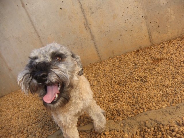 PETSatPLAYrva's tweet photo. #doggiedaycare #friends https://t.co/KegQjMoAmB