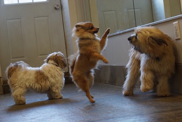 PETSatPLAYrva's tweet photo. #doggiedaycare #friends https://t.co/KegQjMoAmB