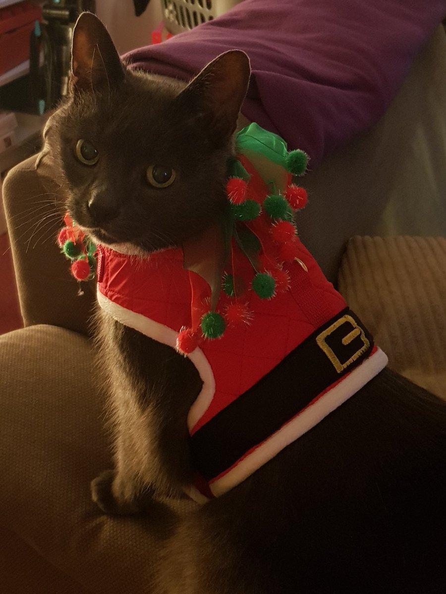 ikklelizzie85's tweet photo. Does Santa need another little helper. We can't wait! #christmas #NORADTracksSanta #santacomingtotown https://t.co/p0fQJQnR8C