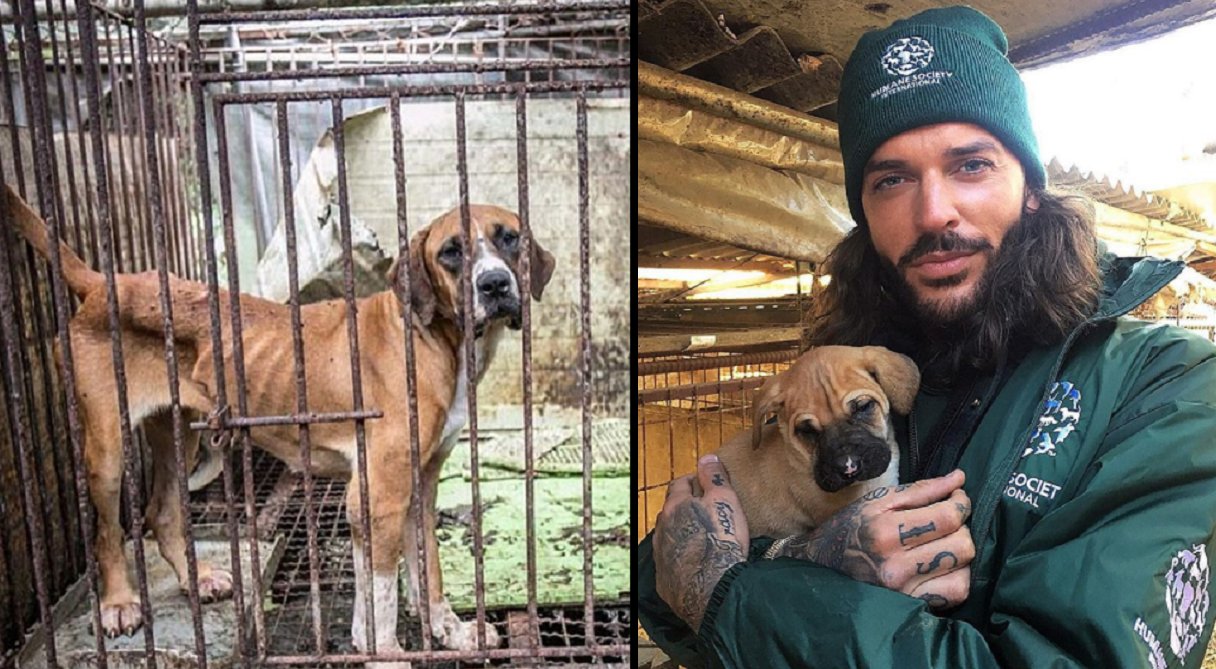 LADbible on X: "TOWIE's Pete Wicks rescues 150 dog from Korean meat farm... https://t.co/e5DoKebne9 https://t.co/CfXy7DQV3G" / X