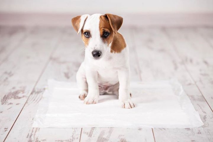 PuroProducts's tweet photo. He's sorry! Pūro ends the smell molecules and keeps you and your pet safe! 

#puro #livepuro #puroproducts #dog #dogsofinstagram #dogs #cats #catsofinstagram #cat #petproducts #odor #odoreliminator https://t.co/WMAyYiLeko