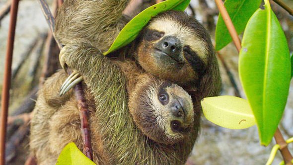 Baileyroseh's tweet image. Watching #planetearth2 and I cannot believe how adorable this baby #pygmysloth is! This would be a great way to encourage kids to learn about #biology and promote environmental health for #endangeredspecies. Some scenes can be violent though so use your best judgement! #education