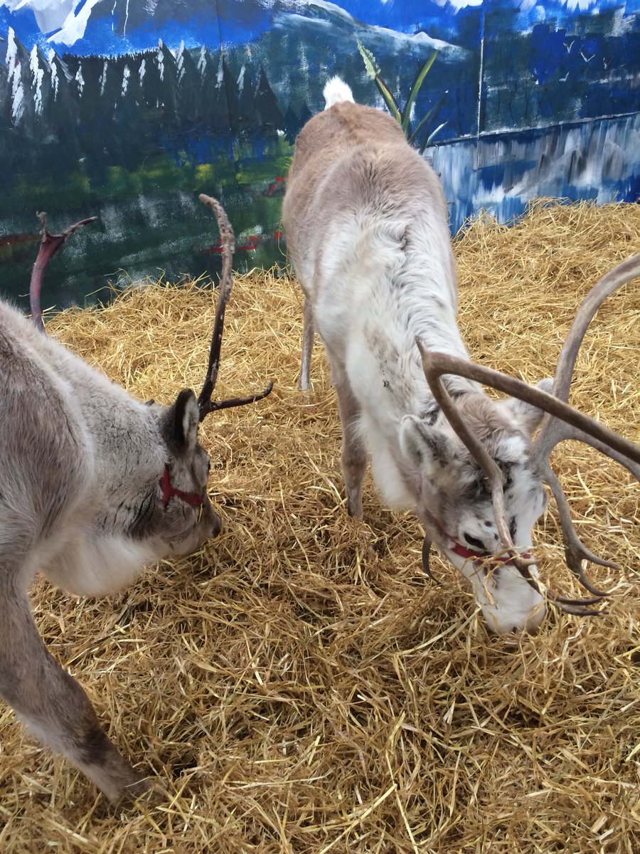 ParfittDanielle's tweet photo. Christmas is coming 🦌❄️⛄️🎄 #reindeer #ChristmasIsComing #smile #BeHappy https://t.co/ZQtVU3AkGb