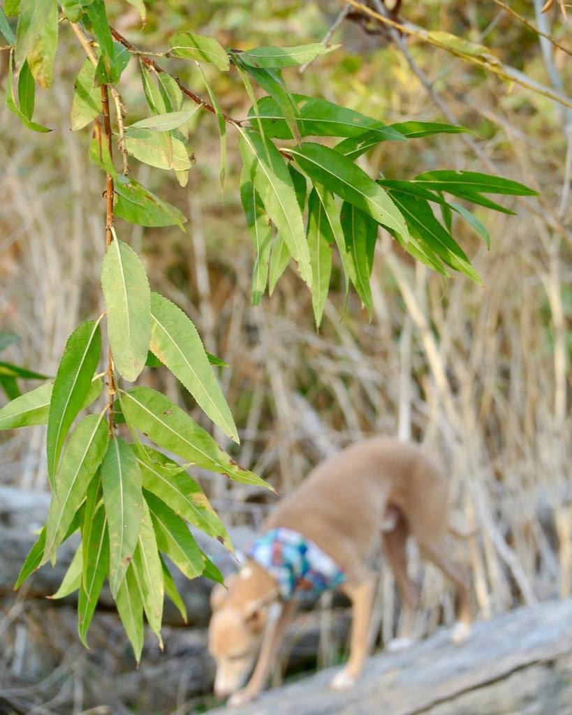 Hundenfolk's tweet photo. You must go on adventures to find out where you truly belong. -Sue Fitzmaurice.*
*
*Saturdays are for Adventurers. Where are you going this weekend? Let us know below! *
*📷: @_iggyblue_
#hundenfolk #cute #dogsofinstagram #dogscorner #pet #dog #dogsa… https://t.co/XMK134qU2M https://t.co/ZwGVnqaWY4