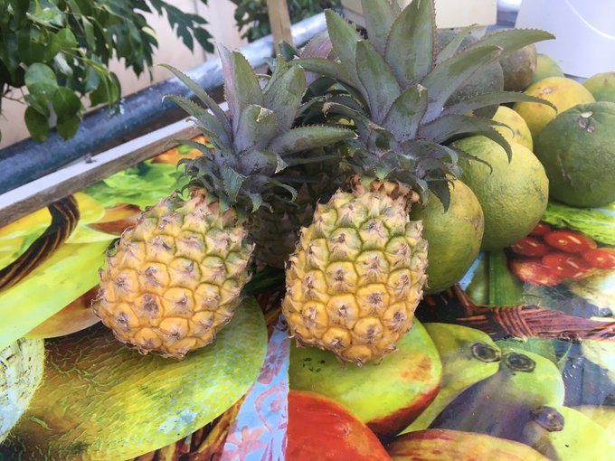 Found the cutest small pineapples in Antigua. https://t.co/IfNkx3f6EG