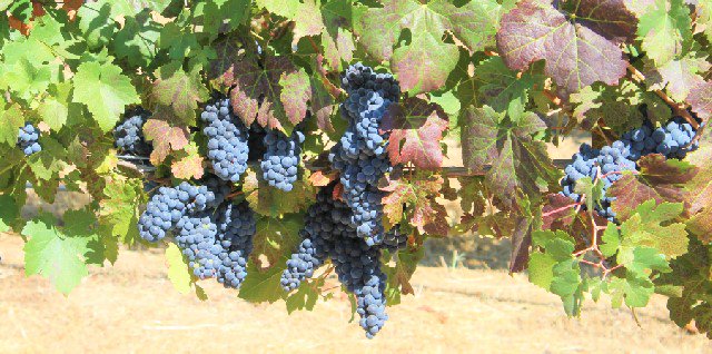 Shadow Ranch Wine tweet media