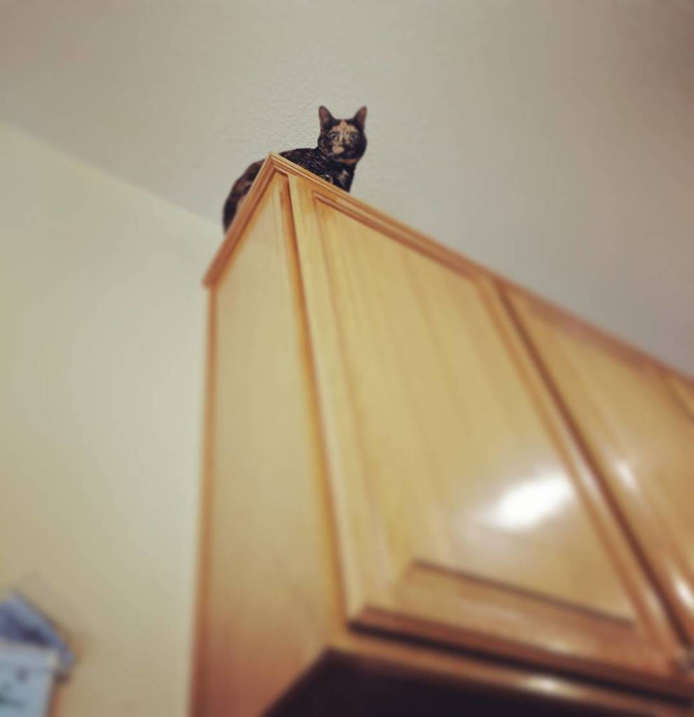 bribriggs's tweet photo. #stuckcat https://t.co/BRXn44izMo https://t.co/vw1wgk7xK0
