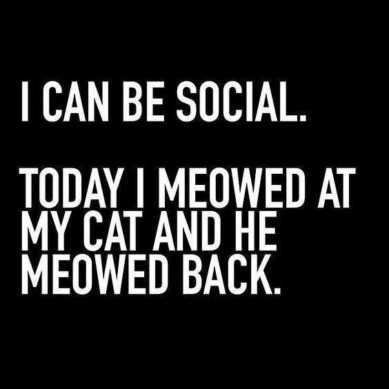 hellaholics's tweet photo. Introvert for life, if your out on town this Saturday please have a drink or two for this old cat lady 🍸🍻 🖤 😽
-
-
-
#28going88 #catlady #workaholic #saturday #chrismasfrenzy https://t.co/Oijhn4aMmy https://t.co/mSuWNwQqj0