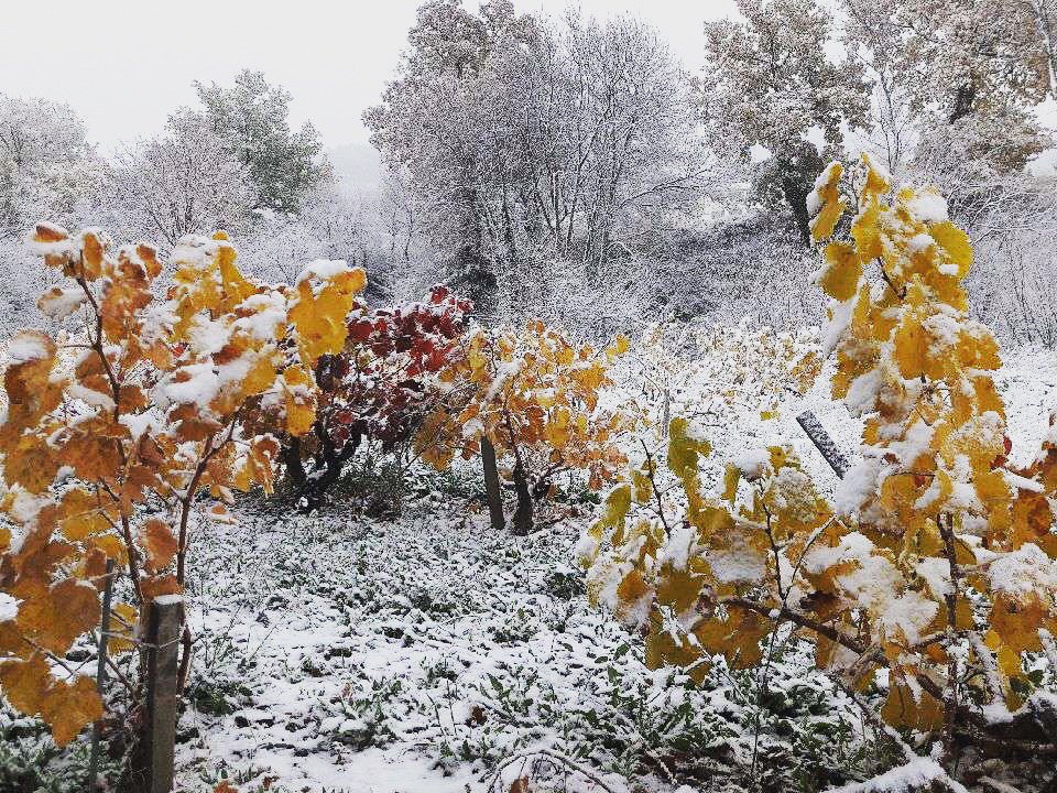 Beaucastel tweet picture