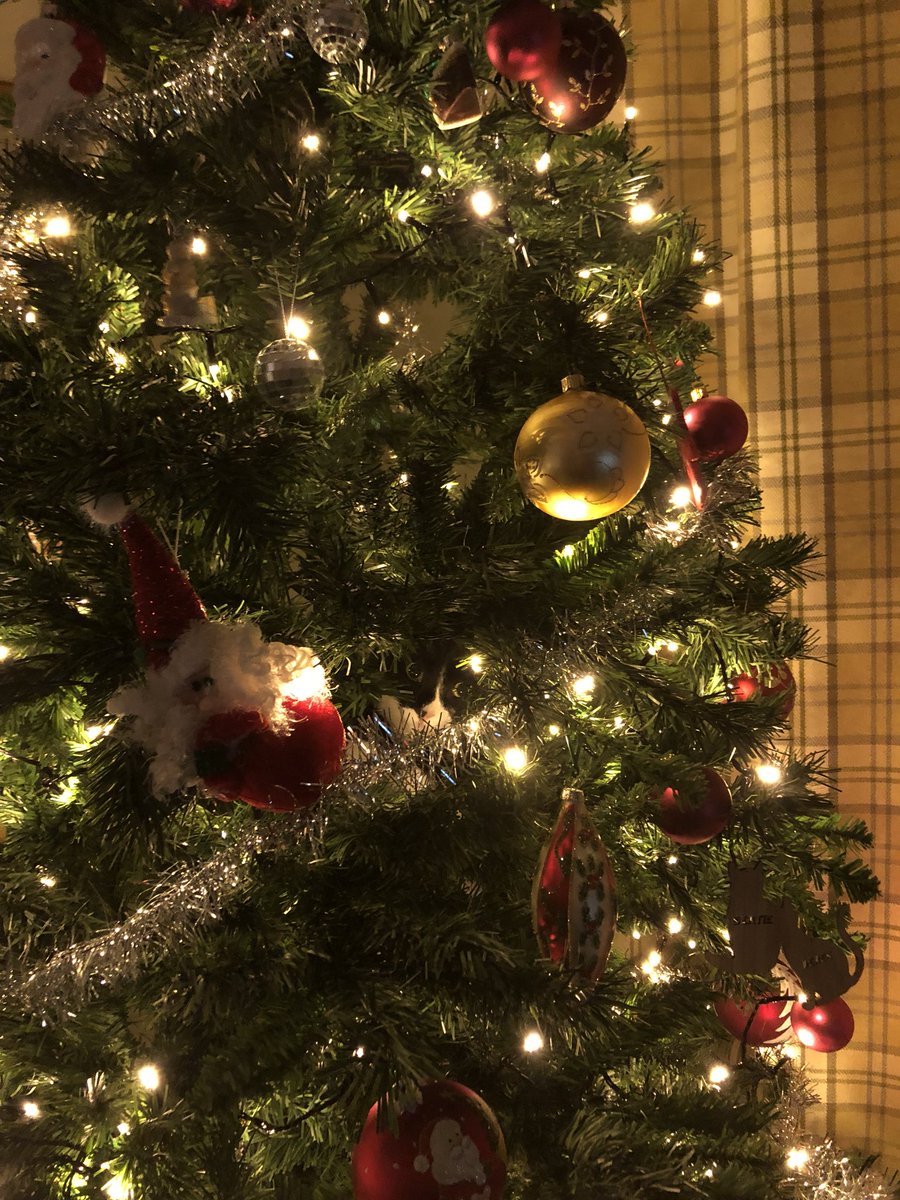 DevonCowlsy's tweet photo. Find Derek! #catinatree #findderek https://t.co/YkGgbq9zQh
