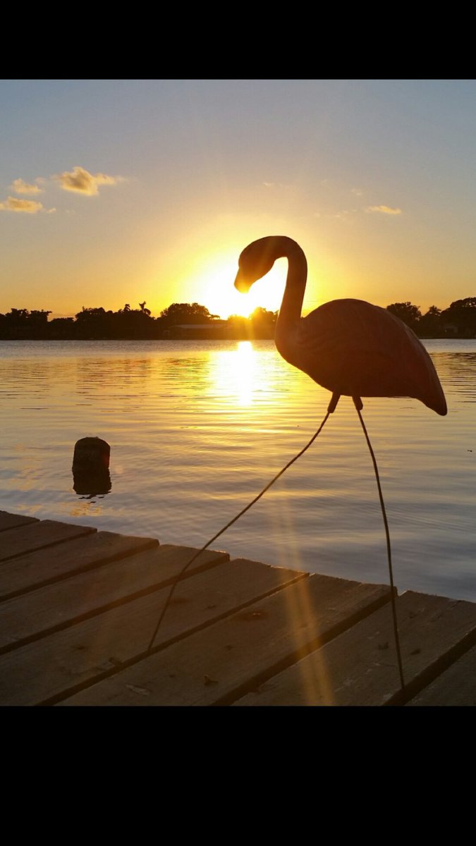 DianeEarnhardt's tweet photo. Good Evening Everyone! π π΄β¨π΄πβ¨ππ΄β¨ #FlamingoDancing π΄ππ΄ https://t.co/mvOc7wIwyP