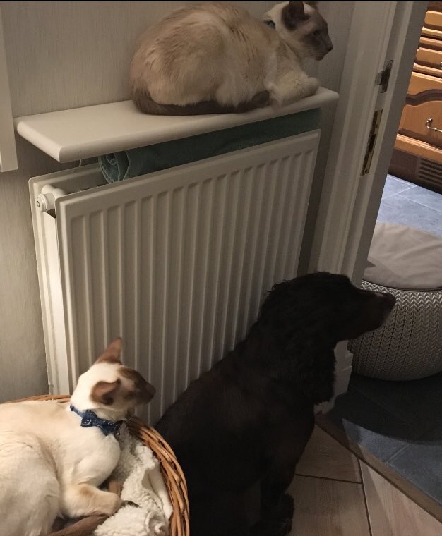 Diablo_Siamese's tweet photo. A family of #radiatorhuggers #redtheworkingcockerspaniel #winterishere #caterdaynight https://t.co/8MfldxWP0l