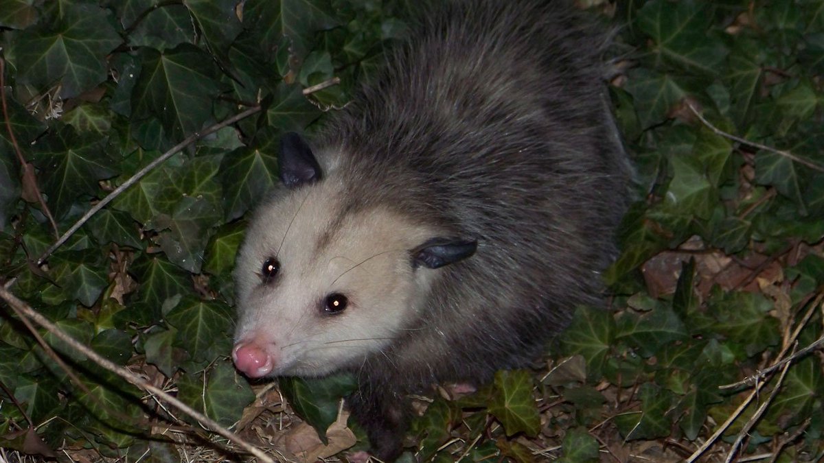 Opossum breaks into Florida liquor store, gets drunk as a skunk bit.ly/2jFgIEC https://t.co/RKfoLRdtWF