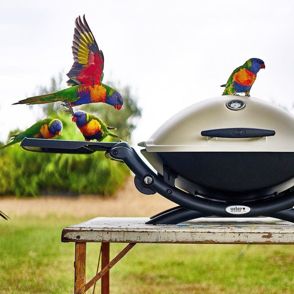 DavidGriffen's tweet photo. I think the locals are as happy with our new Weber Q as we are. #QWithAView #weberbbqausnz #weber #bbq #barbecue #Australia #weberq #grill #outdoors #GriffenRoadTrip #ad #sponsored #influencer #homeiswhereyouparkit #ontheroad #roadtrip #AustralianFood #A… https://t.co/zgOvLPj3of https://t.co/UMYc8kPTqe