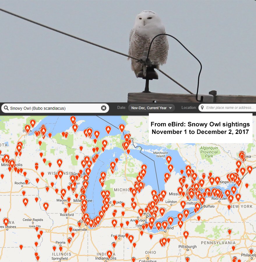 This year's Snowy Owl invasion in North America: only moderate along east coast, but may be developing into one of the biggest on record around the Great Lakes. Remarkable numbers already by Dec. 2nd. #birding  #owls