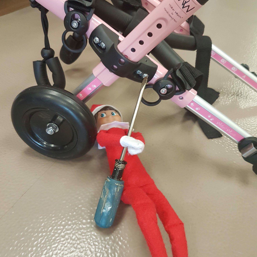 cypressviewvet's tweet photo. Zippy is helping make some adjustments to a pet wheel chair. We trust that he isn’t cutting the brakes 🤣 #elfontheshelf #vetelf https://t.co/cbgMV5XgOC