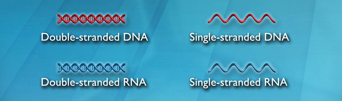 Hhmi Biointeractive Double Stranded Dna Codes For Single Stranded Rna Codes For Proteins Unless You Re Talking About Viruses Whose Genomes Play By Different Rules Examine Viral Diversity In This Poster T Co Wvepsylsey