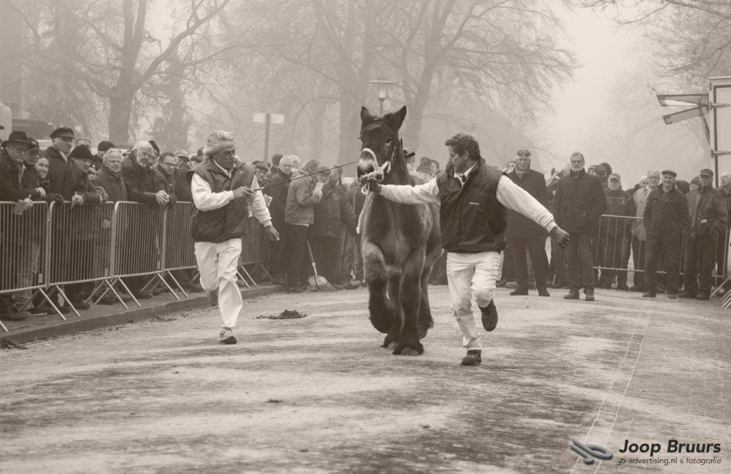 Veulenkeuring Gerwen via <a href="/joopbruurs/">Joop Bruurs</a> #photography #blackandwhite bit.ly/2iDTKSb