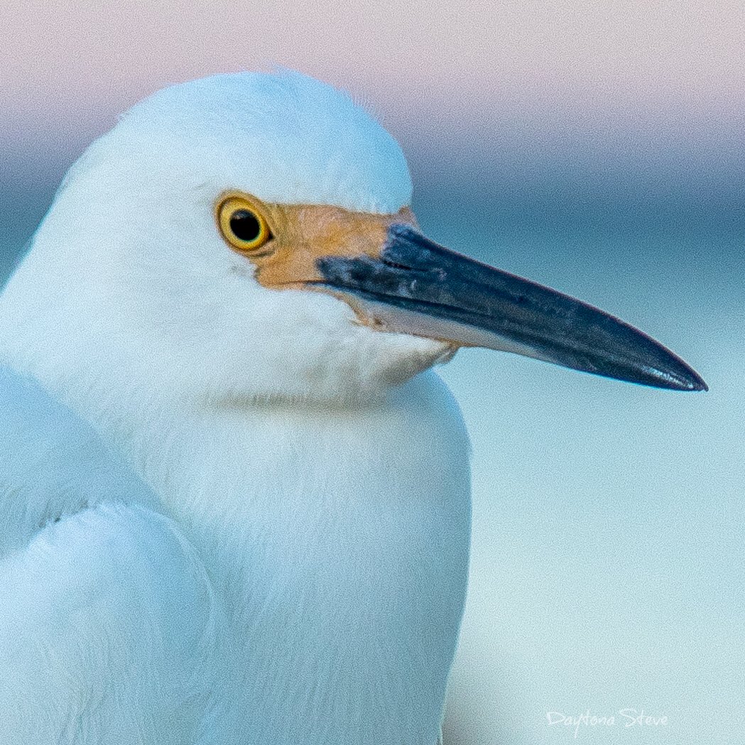 RollWithSoul's tweet image. Here’s lookin’ at you. @RealSaltLife @nytimesphoto #sunrise