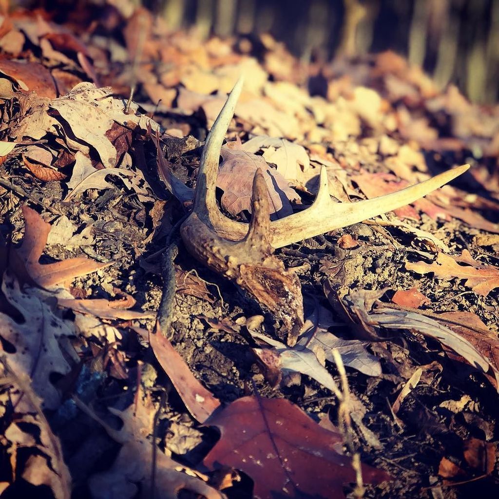 sheldon_landis's tweet photo. #brokenantler #Nature #timealone #gunseason https://t.co/QmucFMji8R https://t.co/Giy73CjXJk