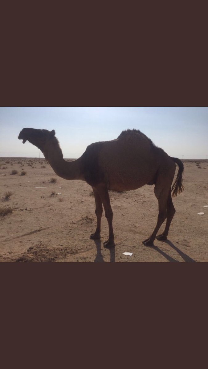 صفرا من أبل الامير مشعل بن عبد العزيز عليها وسمة لقحة سديد طيبه 
على بعير الامير مشعل الجمش 
٠٥٥٩٦٠٦٠٧٧