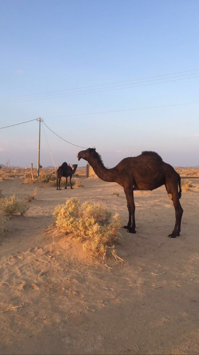 مفروده طيبه ابوها ولد بعير ابن فهيد الشيباني سوم ٣٠ الف الموقع بيشه ٠٥٥٢٧٧٧٩٤٤