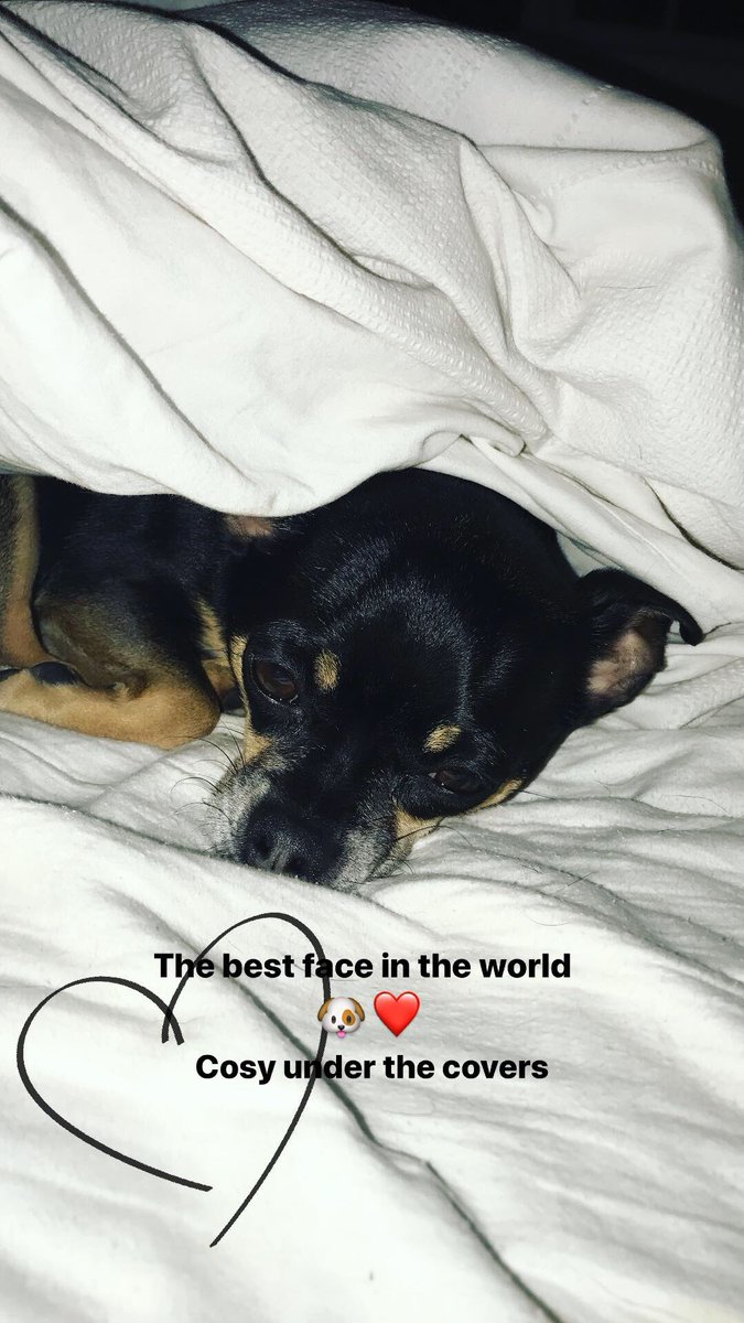 I’m that crazy woman that’s obsessed with her puppy so it seems 🐶

But how can’t you obsess over him ?