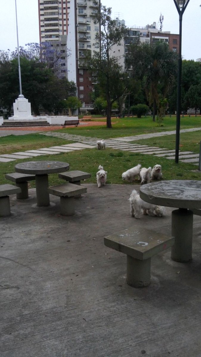 rosanadelgrosso's tweet photo. PARQUE 🌳🌾🌴🌾🌵🌾🌲#BEBOTES 🐶🐶🐶🐶🐶🐶 https://t.co/eHA0qYGYW0
