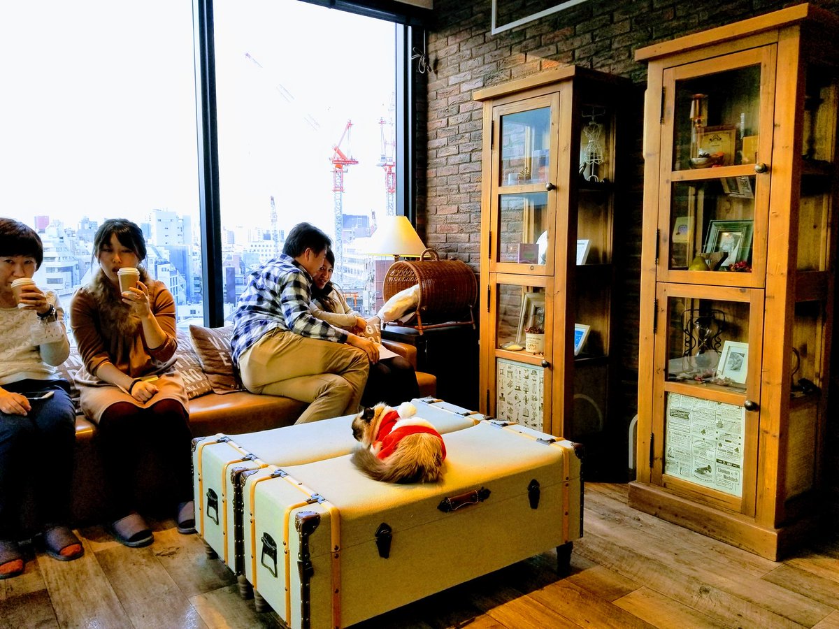 LuckySparkler's tweet photo. Cat Cafe Mocha https://t.co/Bds7fFCrzF