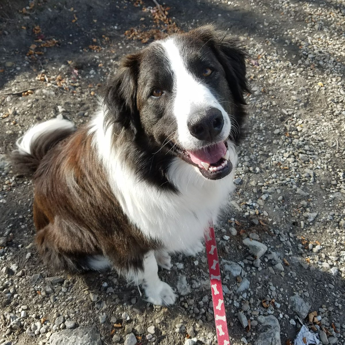 pyrenees and border collie mix