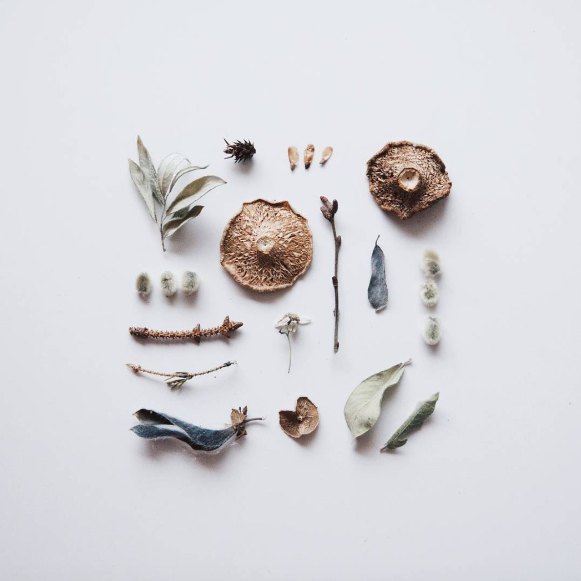 seascapeuk's tweet photo. Loving nature this time of year! π·: @myrfivel - #natureflatlays #natureflatlay #flatlay #forestfinds #mushrooms #naturephotography #fungiphotography #mushroomcap #pocket_creative #simplenaturefinds #naturefinds #hiking #forestwalk #creativelysquared https://t.co/A3ZaFMTskk