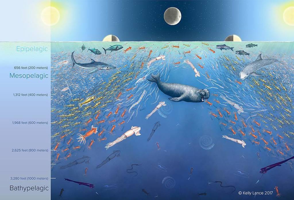 2Bfreelance's tweet photo. My latest illustration commission for National Wildlife Federation magazine: https://t.co/3K7IHuoY2Y
.
#scientificillustration #scienceillustration #scienceillustrator #gnsi #nwf #nwfmagazine #marinescience #marinebiology #marinelife #sciencecommunicati… https://t.co/hkZmE9oaj6 https://t.co/6Q9MuBFrvR