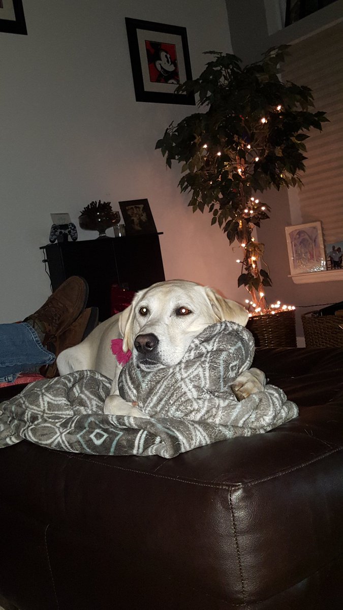 allaire831's tweet photo. @RateYourDog this is Marley she's had a ruff day https://t.co/a1nuuPAf8D