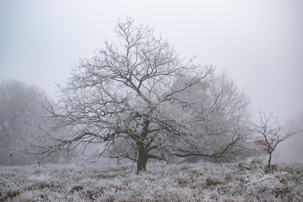 Vanochtend even een frisse (zeg maar gerust koude) wandeling gemaakt rond de Posbank. Daarbij een paar mooie plaatjes geschoten, meer plaatjes van deze trip te vinden op robslavenburg.nl
