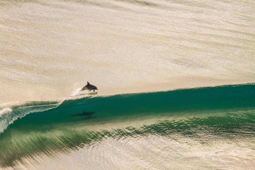 Nature_Travel_'s tweet photo. Two dolphins #photography #travel #art #photo #sky #landscape #NaturePhotography #Landscapes https://t.co/INMTIfgP0B