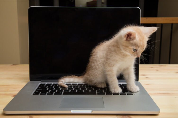 BlockchainLink's tweet image. CryptoKitties: A Fun Project for Beginners and Enthusiasts blockchain.link/tw/33964955 #cryptokittens #cryptokittens_ethereum