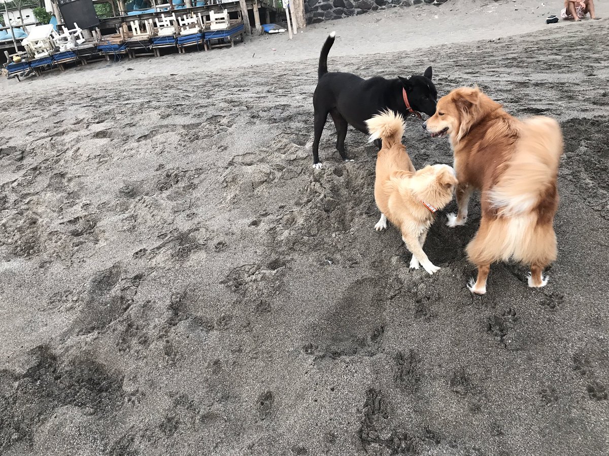 온 세상 누렁이를 다 만나고싶은 내 누렁이