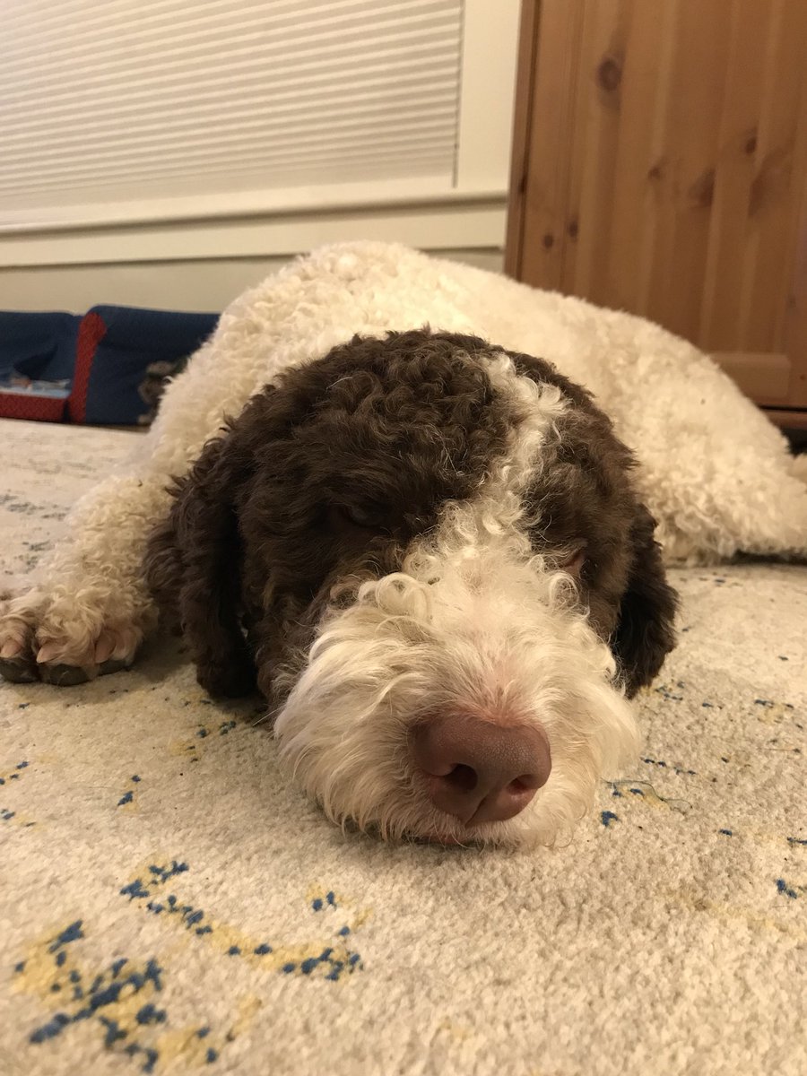 AVTruffles's tweet photo. @Trufflehuntress @KJWines Leo is all tuckered our from his day of hunting !!! Mila, Alba and Tuber must be exhausted too. Love the #TruffleDogPack https://t.co/Bn5Rk5Qbrj