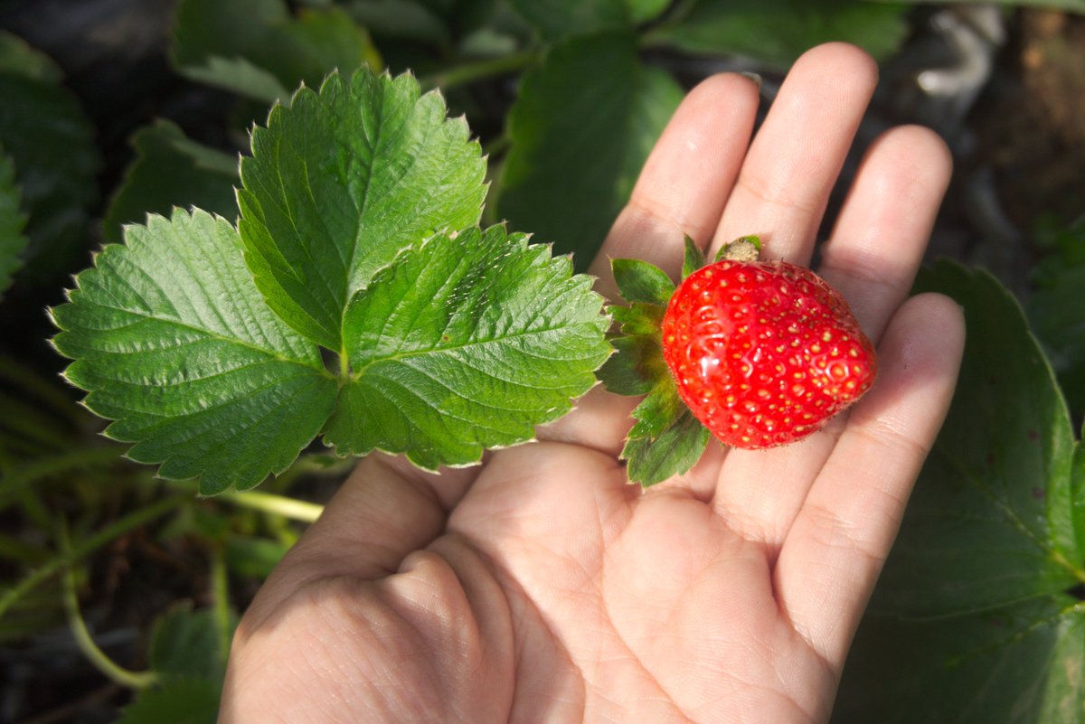 Strawberry from Dalaguete, Cebu | PH 

#cebu #dalaguete #explorePH #Wanderlust #travel