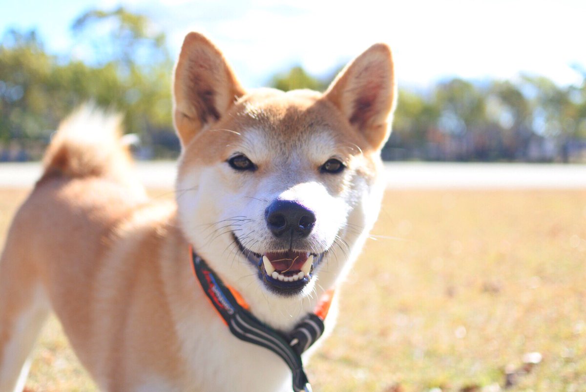 我が家の柴犬図鑑 Xxmugidesuxx Twitter