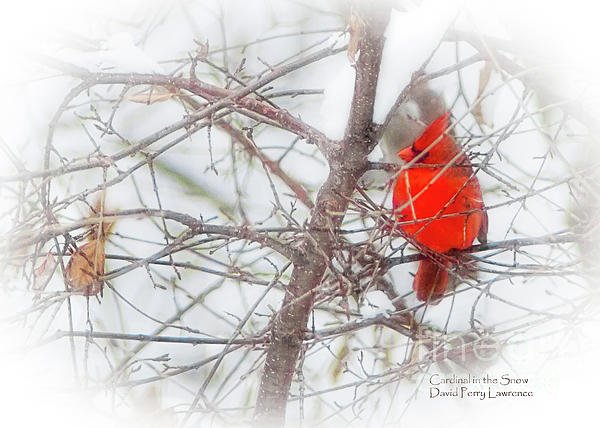 DPerryLawrence's tweet photo. New artwork for sale! - "Cardinal in the Snow" - https://t.co/h3ZeWXm027 @fineartamerica https://t.co/wXsLm7fEK3