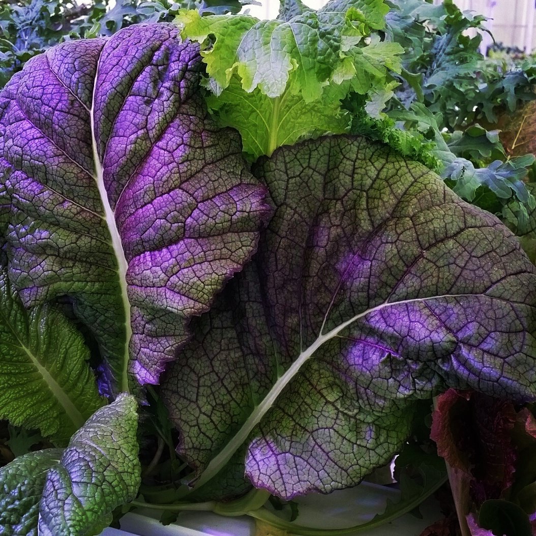 #twins in the #greenhouse! @ClevelandMarket <a href="/TremFarmMarket/">TremontFarmersMarket</a> <a href="/LakesideOH/">Lakeside Chautauqua</a> <a href="/bayarts_ohio/">Bay Arts</a> <a href="/FrostvilleMkt/">Frostville Market</a> <a href="/FreshFork/">Fresh Fork Market</a> <a href="/CLEFoodies/">CLEfoodies</a> @edibleCleveland <a href="/DebbiSnook1/">Debbi Snook</a> <a href="/LC3SBDC/">LC3SBDC</a> <a href="/American_Hort/">AmericanHort</a> <a href="/CLEFoodTrucks/">CLEFoodTrucks</a> <a href="/1833Restaurant/">1833</a> <a href="/OhioProud/">Ohio Proud</a> @MJ_JournalRick #ohio