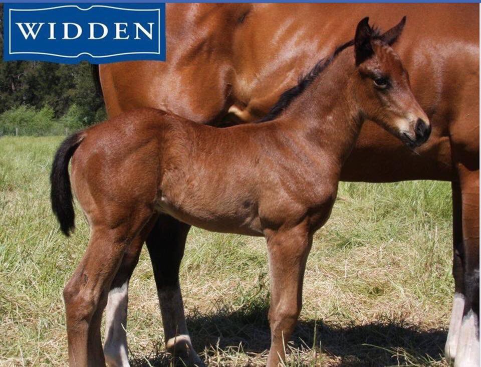 lukew9's tweet photo. About 1 year exact since she passed. Now her only foal set to go through the ring at Magic Millions, Gold Coast. #AngelicLight #SebringColt https://t.co/nFfdP5UdhH
