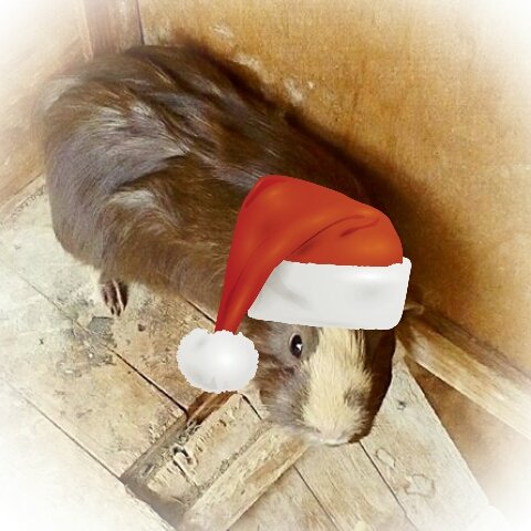 potatopigs18's tweet photo. Christmas has started...
☃️❄️☕💚⛄ https://t.co/xzfygIITmU