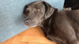 redmascotera's tweet photo. La encontre esta mascota: https://t.co/qniedg52w2 https://t.co/0c9Iujlsi9
