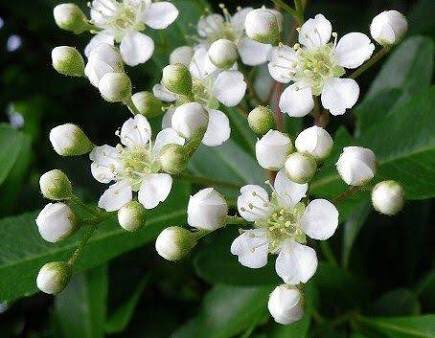 Twitter 上的 もも おはようございます 12 3ピラカンサ 花言葉 愛嬌 別名トキワサンザシ バラ科の常緑低木 春5月頃に咲く 白い花も美しいですが 小さいながら枝を埋めるように成る秋の真っ赤な実が有名です 秋の実は鳥の餌にもなりますが ピラカンサは鳥達