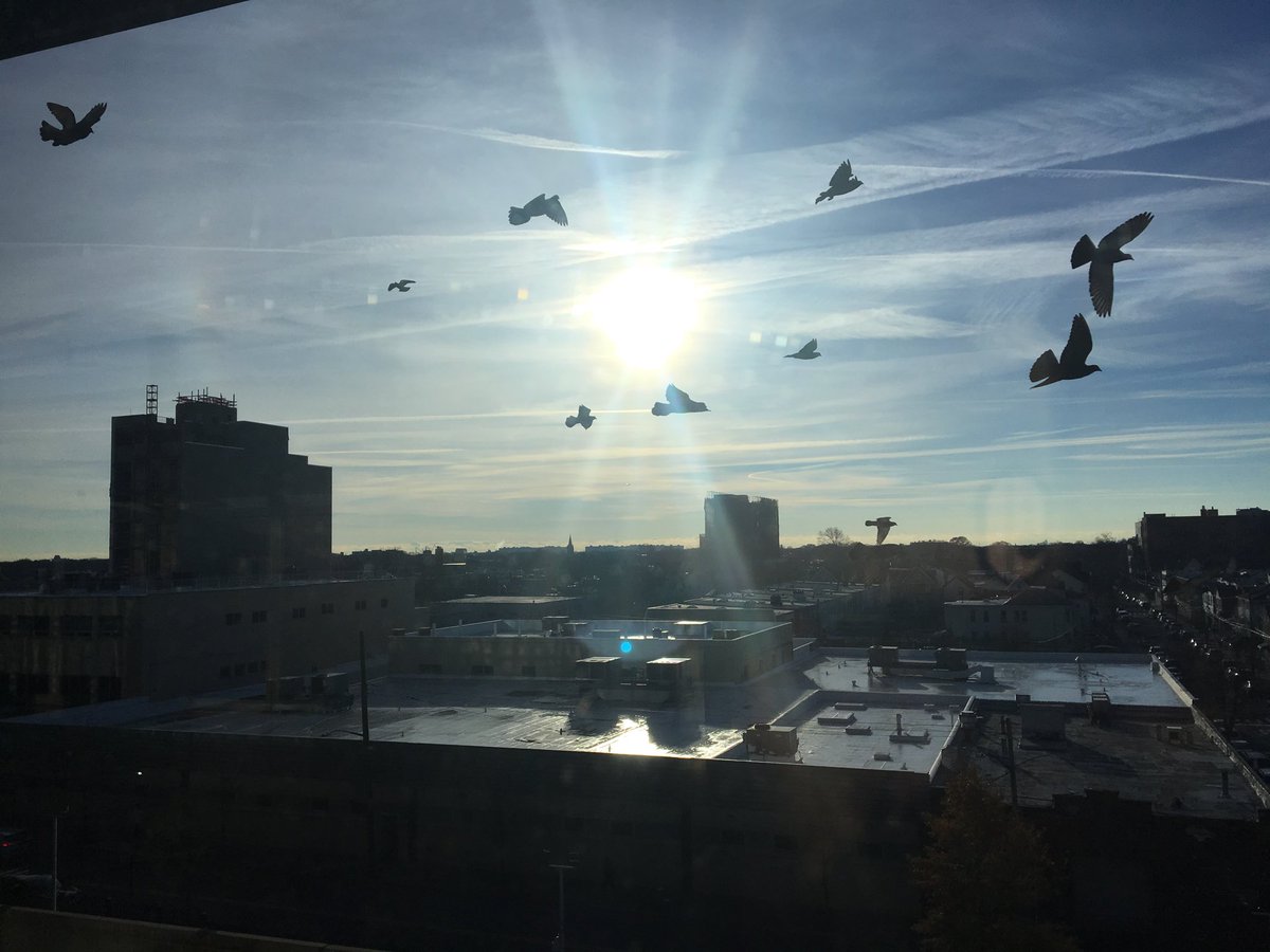 dapper_bird's tweet photo. Good morning NY, #dapperbird, #grateful, #beautifulday https://t.co/Lq9poHZwCQ