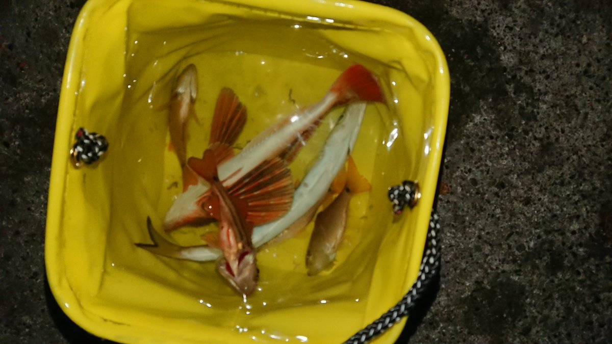 しろたまchannel 伊東港ｰ白灯台堤防 夜明け前のカマスがヤバいw 伊東港 釣り カマス 夜釣り 初心者